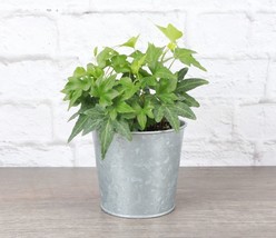 1Pcs Green English Ivy - Rustic Silver Pot - 4&quot; Diameter Plant - Live Houseplant - £43.14 GBP