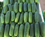 Wisconsin Pickling Smr Cucumber Seeds 25 Fresh Seeds For 2023 Fast Shipping - $8.99