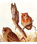 Screech Owl Short Eared Owl 1936 Bird Art Lithograph Color Plate Print D... - $39.99