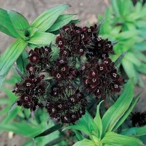 40 Dianthus  Barbatus Black Adder Flower Seeds / Perennial Sweet William - £11.63 GBP