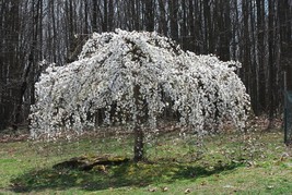 5 pcs Weeping White Cherry Tree Seed Flowering Seed Japanse Ornimental Garden - £8.97 GBP