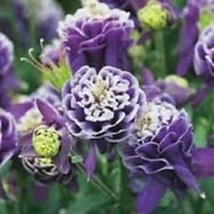 25 Aquilegia Caerulea Vulgaris Crista Barlow Columbine Seeds Perennial F... - £14.12 GBP