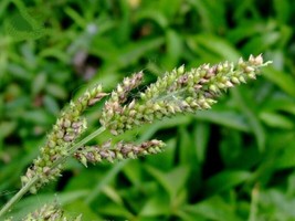 BPA 100 Seeds Walter&#39;S Barnyard Grass Wetland Ornamental Echinochloa Wal... - £7.90 GBP