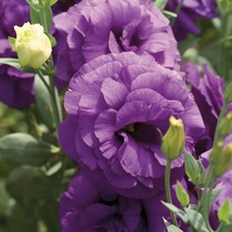 20 Lisianthus Purple And Purple Picotee Seeds Mix Long Lastin Flower Annual - £14.32 GBP