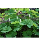 10 Vanilla Leaf Achlys Triphylla Fragrant Shade Groundcovegetabler White... - £16.00 GBP