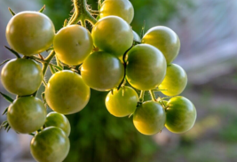 20 Pc Seeds Green Grape Cherry Tomato Plant, Tomato Seeds for Planting | RK - £14.87 GBP