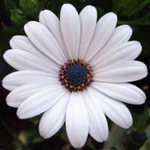  20 + Blanc Osteospermum Semences Florales / Demi Vivace - £11.79 GBP