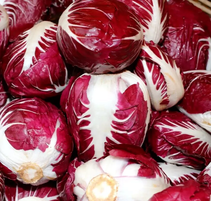 500 RADICCHIO SEEDS CICHORIUM INTYBUS VEGETABLE - $4.00