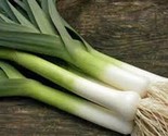 250 Large American Flag Leek Onion Seeds Fast Shipping - $8.99