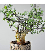 BRN Guggul Tree Commiphora Wightii Fragrant Resin Bonsai Myrrh Seed 5 Se... - $41.76 CAD