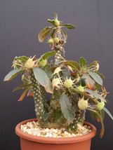 Dorstenia Foetida LAV 20542 @ rare succulents caudex bonsai cactus seed 50 SEEDS - $18.99