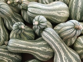 BStore Green Striped Cushaw Pumpkin Seeds 10 Squash Gourd Vegetable - £6.70 GBP