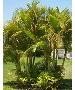 10 Areca Butterfly Palm Tree Seeds - Dypsis lutescens - Indoor Houseplant Seeds - $9.95
