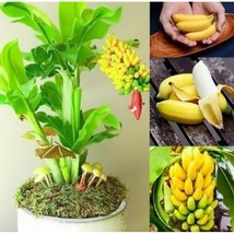 Dwarf Banana - Mixed Varieties, 100 SEEDS D - $14.35