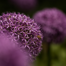 Allium giganteum Flower Mixed - 100 Seeds - $7.77