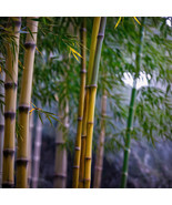 KB 50 Bamboo Seeds Privacy Clumping Shade Black Stripe Herb Garden Plant... - $12.30