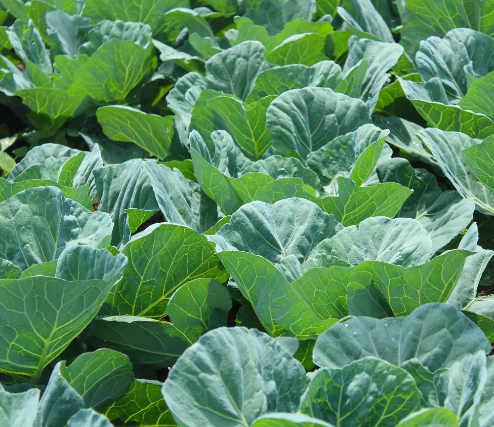 AW 50 Seeds Georgia Southern Collard Non Gmo Organic Easy To Grow - £7.09 GBP