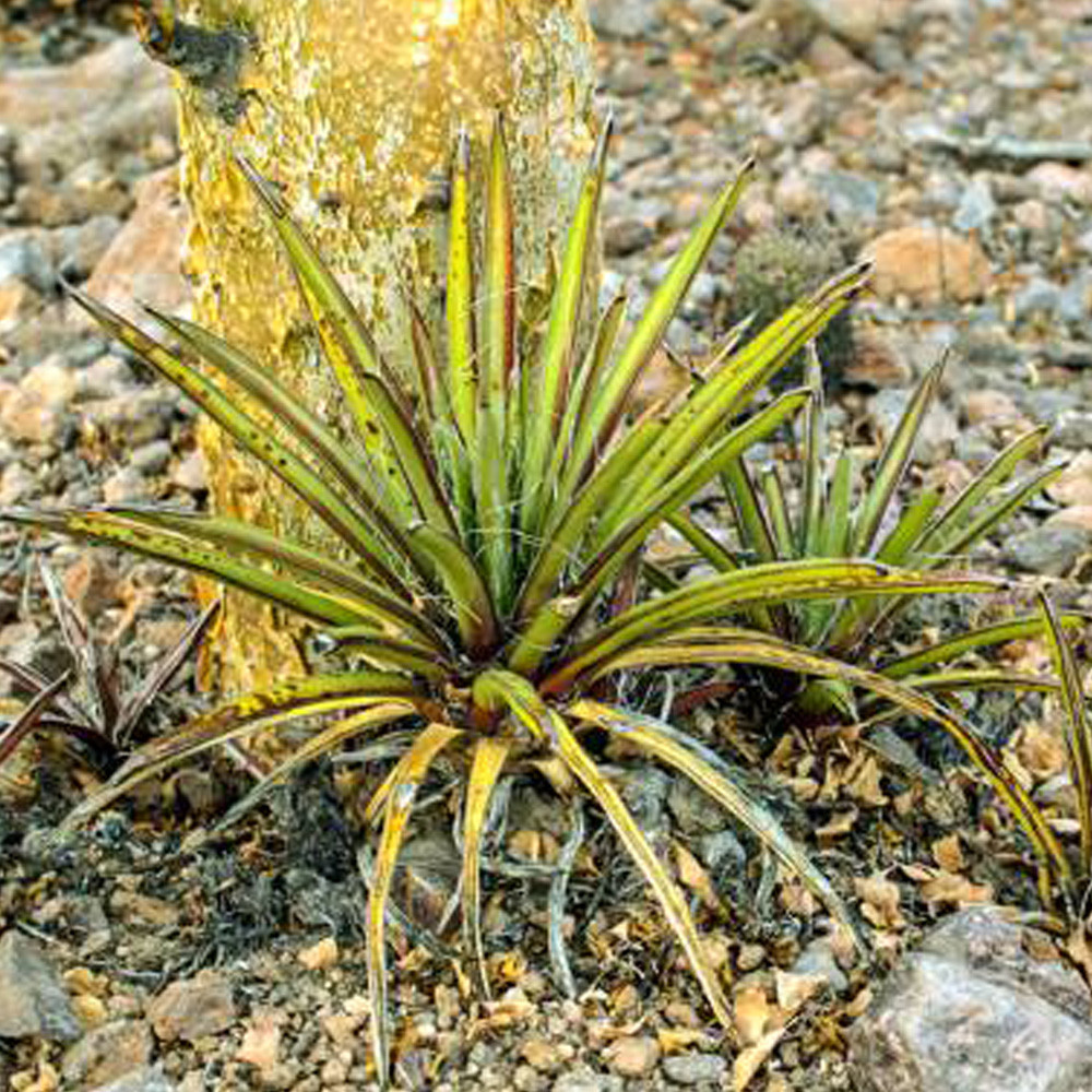 10 seeds Agave felgeri Succulents Garden Plants