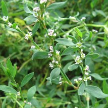 Organic Knotgrass Seeds Pack of 30 - Grow Your Healing Herb Garden, Unique Gift  - £5.99 GBP