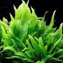 Microsorium Pterropus Philippine 1 Pot - Live Plants Super Price !!!!!!! - £6.22 GBP