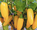 Yellow Jalapeño Pepper Seeds Non Gmo Fresh Harvest Fast Shipping - £7.20 GBP