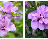 Ardens Hibiscus Syriacus Starter Plant - Approx 7-9 Inch - £27.83 GBP