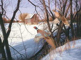 Framed canvas art print Giclée flying Midwest Pheasant birds farm wildlife - £31.84 GBP+