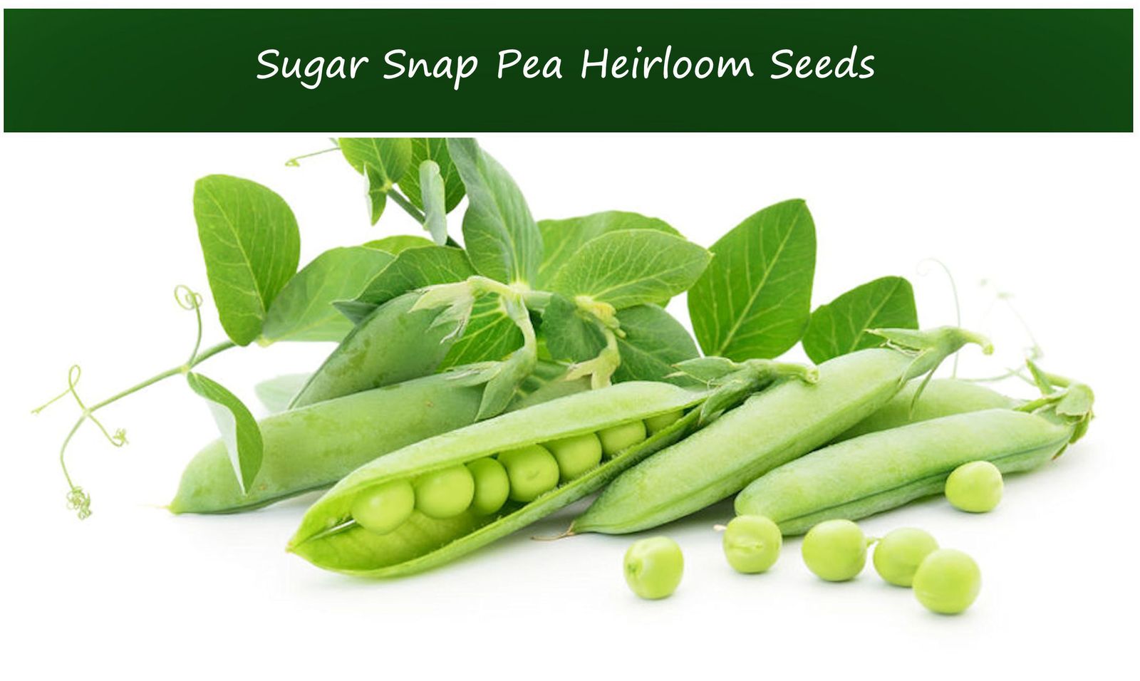 Vegetable Seeds-Sugar Snap Pea- Heirloom -100 seeds -Cool Weather -Spring or Fal - £3.97 GBP