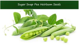 Vegetable Seeds-Sugar Snap Pea- Heirloom -100 seeds -Cool Weather -Spring or Fal - £3.92 GBP