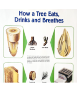 2002 International Paper Poster Life Of A Forest Trees Recycling Vintage... - $34.17 CAD