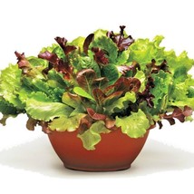 1 Oz Gourmet Salad Mix Seeds Leaf Lettuce Blend Organic Garden Container Easy - £17.92 GBP
