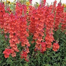 Snapdragon Orange Wonder 200 Seeds  - $7.99