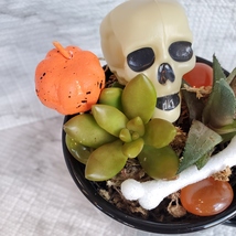 Halloween Planter with Live Succulents, Mug Garden, Skull Halloween fairy garden image 7