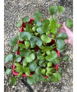 WEEKLY SALE  (6) Water Hyacinth Koi Pond Floating Plants Algae Filter Ju... - $25.28