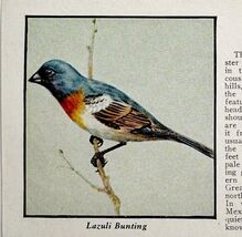 Lazuli Bunting Bird Print 1931 Blue Book Birds Of America Animals Art PC... - $14.01 CAD