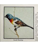 Lazuli Bunting Bird Print 1931 Blue Book Birds Of America Animals Art PC... - $181.97 MXN