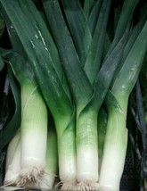 King Richard Leek Seeds Non-Gmo Heirloom Seeds USA Seller Garden Fresh - £6.81 GBP