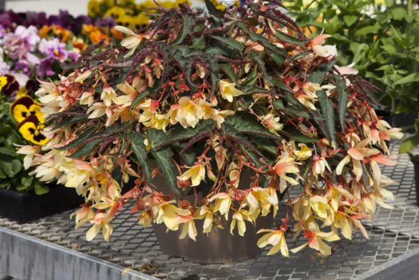 Bin#2R7D7 Begonia Seeds Bossa Nova Yellow Trailing Begonia 15 Pelleted Seeds Fre - £13.53 GBP