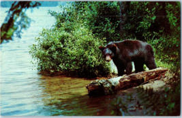 Yearling Black Bear Cub Postcard - £5.49 GBP