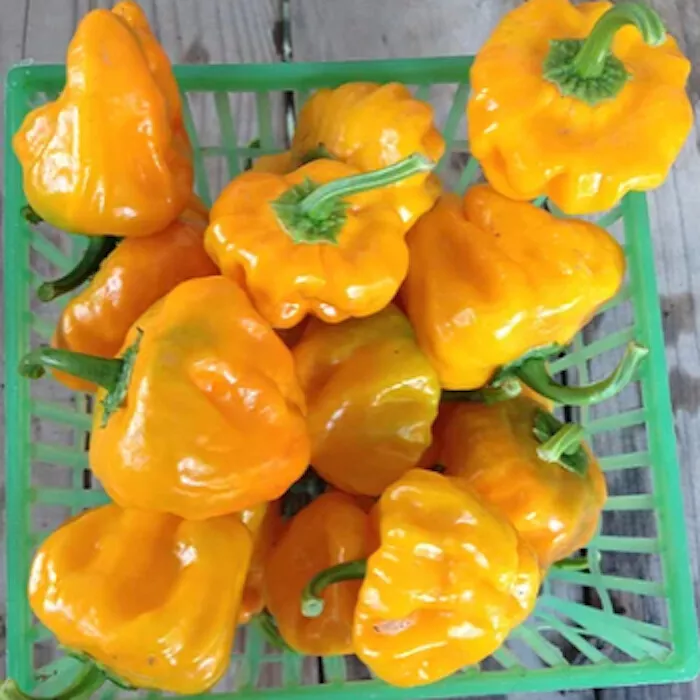 20+ 50+Yellow Scotch Bonnet Pepper Seeds Very Hot Jamaican Capsicum Ớt Cay  - £6.81 GBP