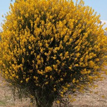 New 20 Spanish Broom Seeds Spartium Junceum Weavers Broom Yellow Flower Bush Shr - $9.90