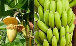 Small Rooted Starter Plant Basjoo Banana Tree Cold Hardy Musa Live Banana Tree - $42.99