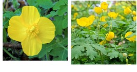 Beautiful 5 CELANDINE yellow POPPY bulb (Stylophorum eiphyllym Outdoor L... - $32.99