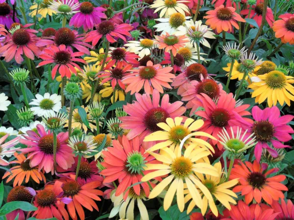 25 Cheyenne Spirit Coneflower Echinacea Orange Red Yellow Purp Pink Flower Fresh - £17.90 GBP