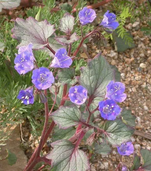 US Seller Phacelia Campanularia Desert Bells California Bluebells 200 Seeds - £16.21 GBP