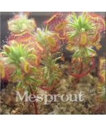 Sundew Seed Varieties Garden Seed Plant Sundew Carnivorous Potted Plant ... - $128.24 MXN