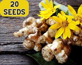 20 Jerusalem Artichoke Sunchoke Sunroot Helianthus Tuberosus Yellow Sunflower Ro - $12.45