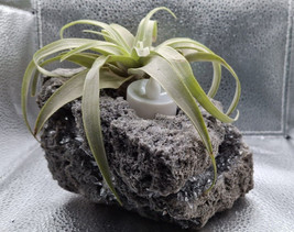 KB Hand Carved Pumice Stone Crystal Planter With Air And Led Herb Garden... - $104.76 CAD