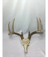 8 Point Whitetail Buck Rack Wild Missouri European Mount Taxidermy Antle... - $33.65