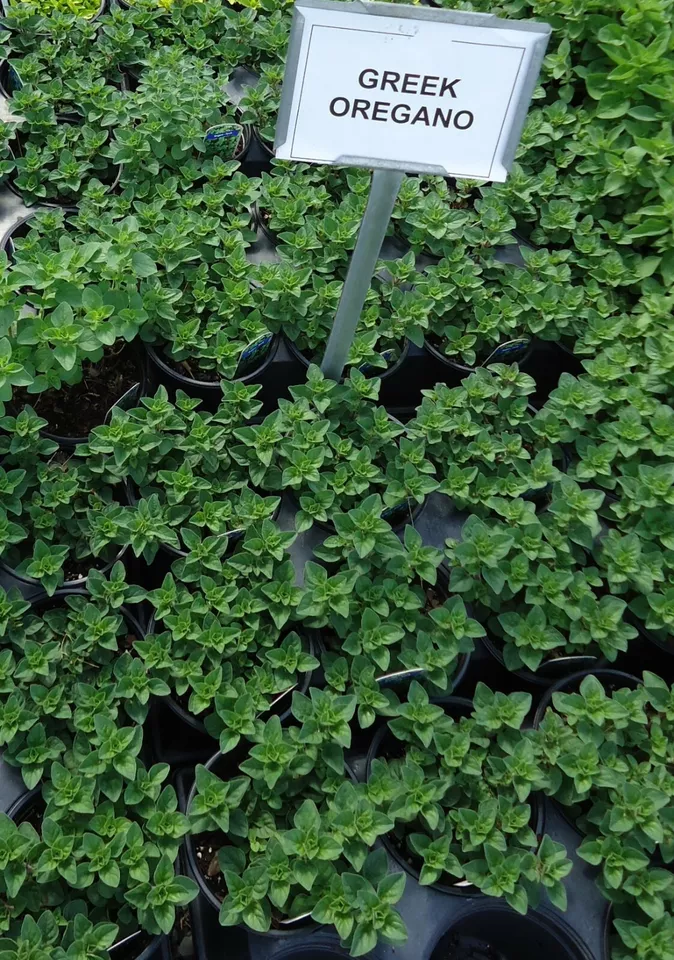 2000 Seeds GREEK TRUE OREGANO Origanum hirtum Non-GMO - £3.73 GBP